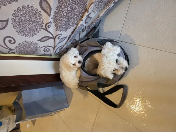bichon frisee
