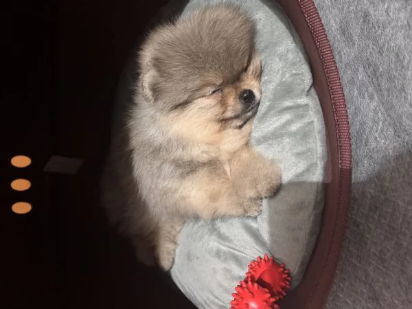Volpino Pomerania 
