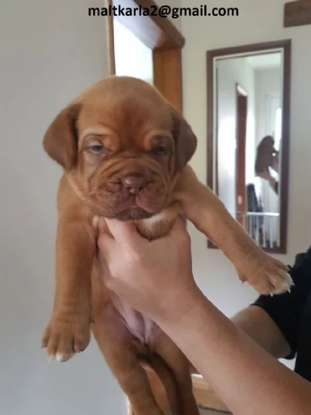 Dogue Bordeaux CUCCIOLI (MASCHIO E FEMMINA) bellissimi cuccioli di Dogue Bordeaux, maschio e femmina