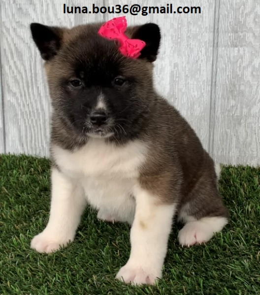 Regalo Cuccioli Akita Inu Disponibili bellissimi cuccioli di Akita Inu, genitori visibili, i cucciol