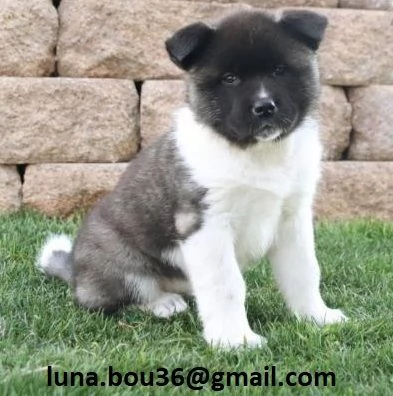 Regalo Cuccioli Akita Inu Disponibili bellissimi cuccioli di Akita Inu, genitori visibili, i cucciol