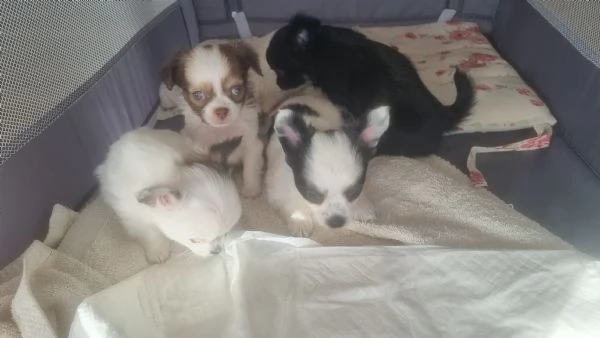 CUCCIOLI SIMIL CHIHUAHUA pelo lungo