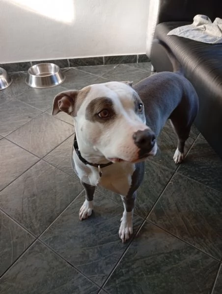 Amstaff femmina 