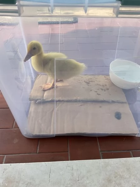 Paperella, anatroccolo, papera baby, animali da cortile 