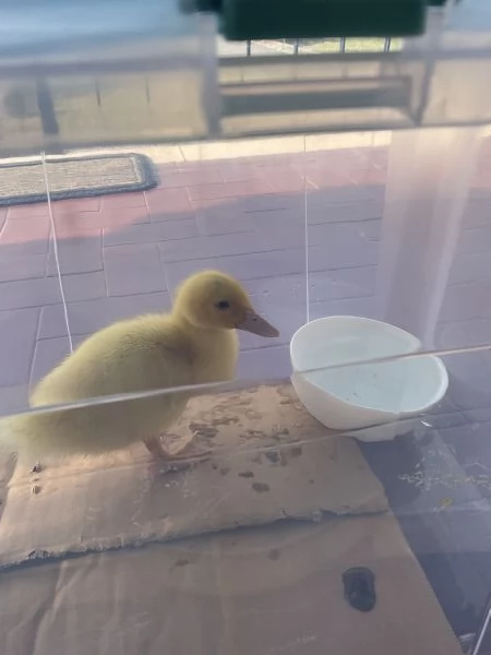 Paperella, anatroccolo, papera baby, animali da cortile  | Foto 1