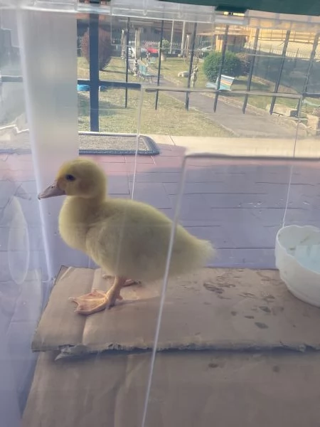 Paperella, anatroccolo, papera baby, animali da cortile  | Foto 0