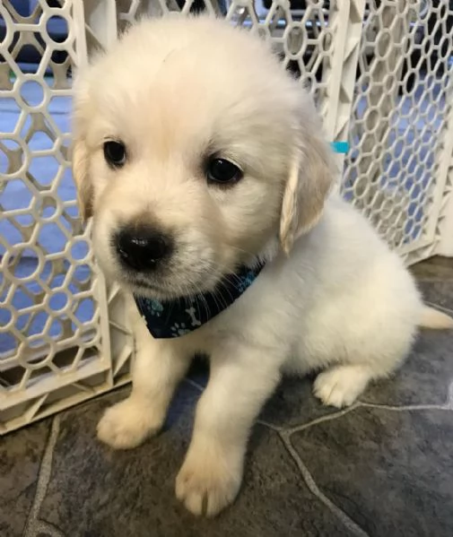 Due cuccioli di Golden Retriever cercano casa!