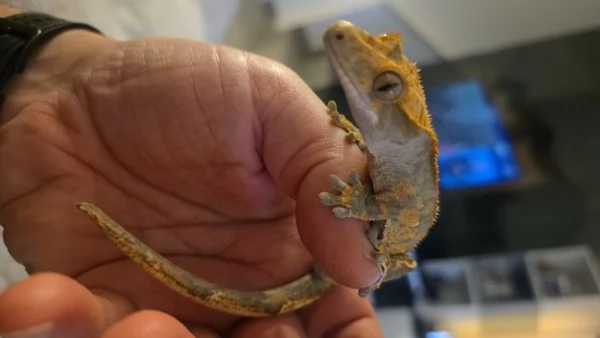 Gechi ciliati baby e adulti, nuove nascite