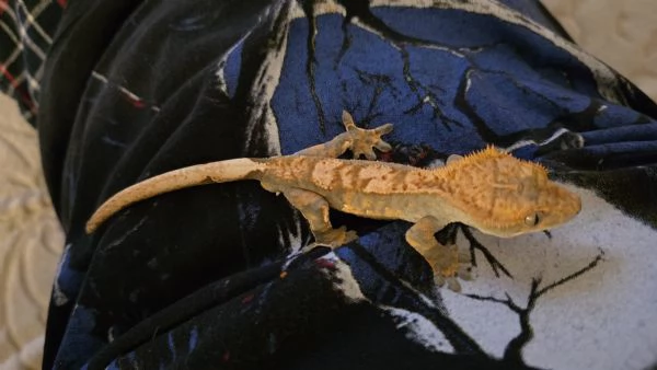 Gechi ciliati baby e adulti, nuove nascite | Foto 4