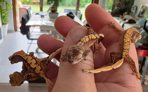 Gechi ciliati baby e adulti, nuove nascite | Foto 3