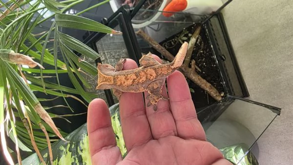 Gechi ciliati baby e adulti, nuove nascite | Foto 2