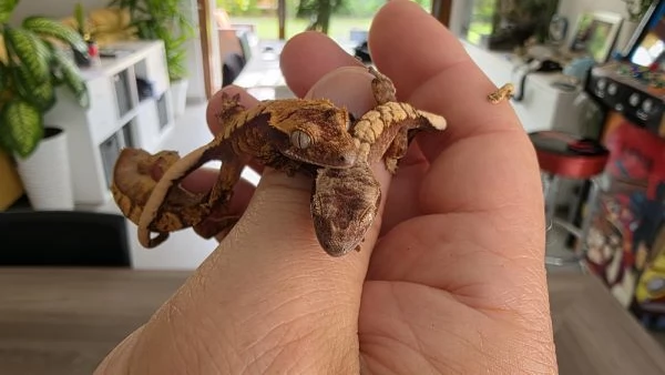 Gechi ciliati baby e adulti, nuove nascite | Foto 1