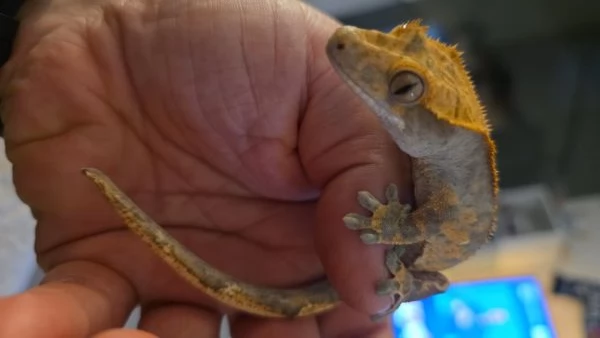 Gechi ciliati baby e adulti, nuove nascite | Foto 0