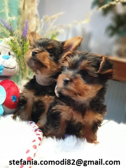 disponibili cuccioli di Yorkshire Terrier per adozione i cuccioli verranno consegnati con microchip 