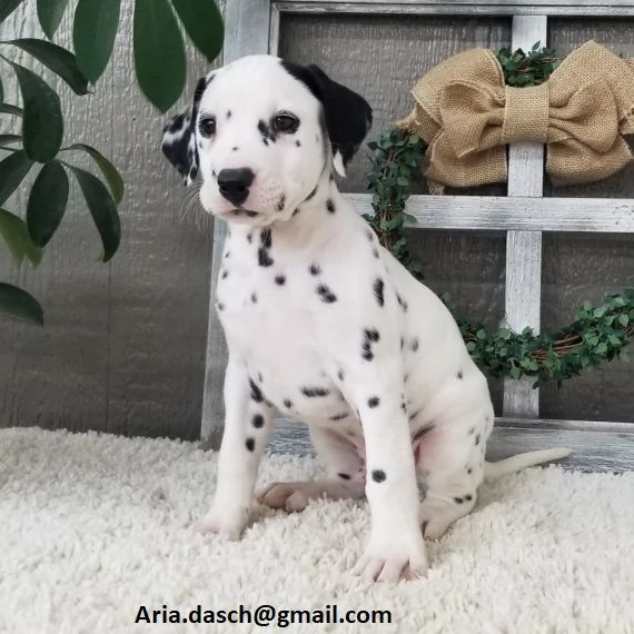 Regalo Bianchi cuccioli di dalmata Cuccioli di dalmata- molto belli! Maschi e femmine. I cuccioli so