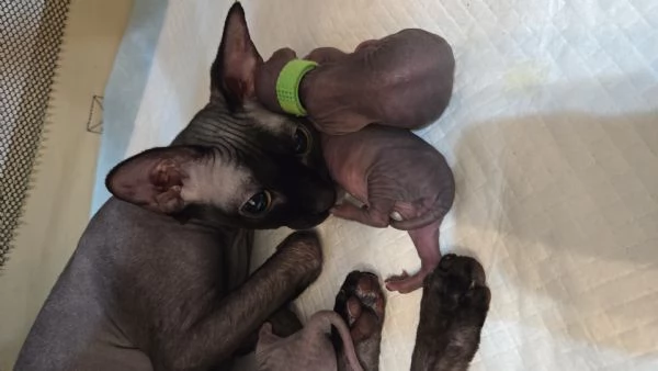 Cuccioli Sphynx Neri | Foto 3