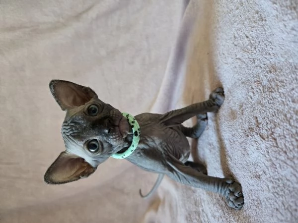 Cuccioli Sphynx Neri | Foto 2