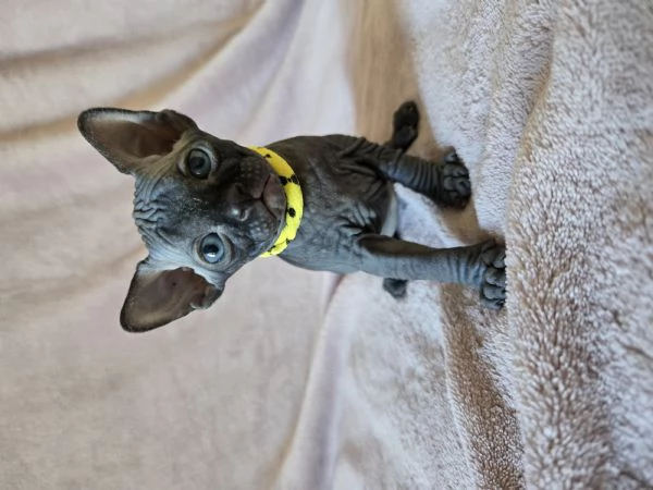 Cuccioli Sphynx Neri