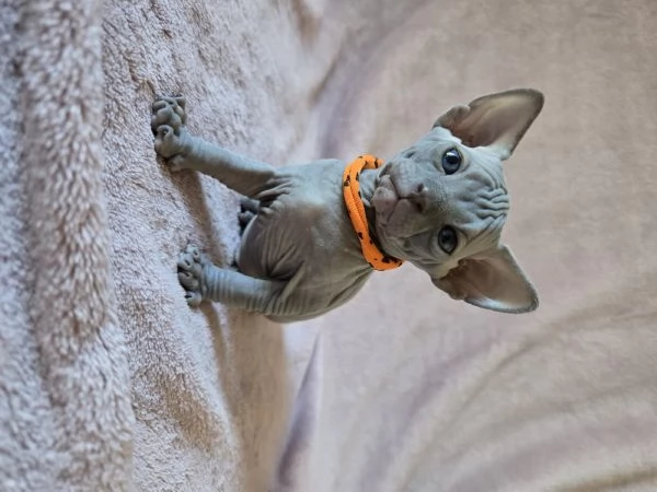 Cuccioli Sphynx Neri | Foto 0