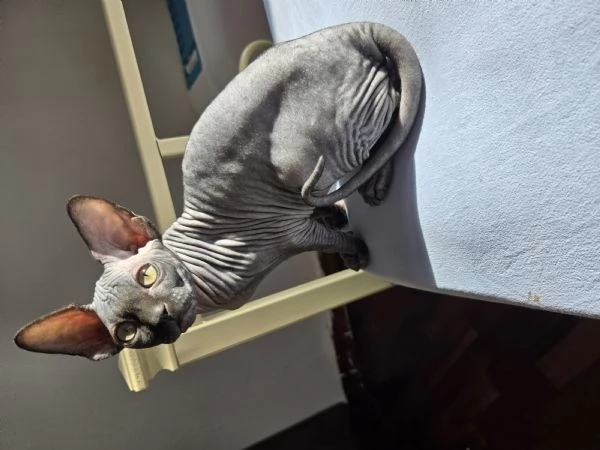 Ultimo cucciolo Sphynx nero 