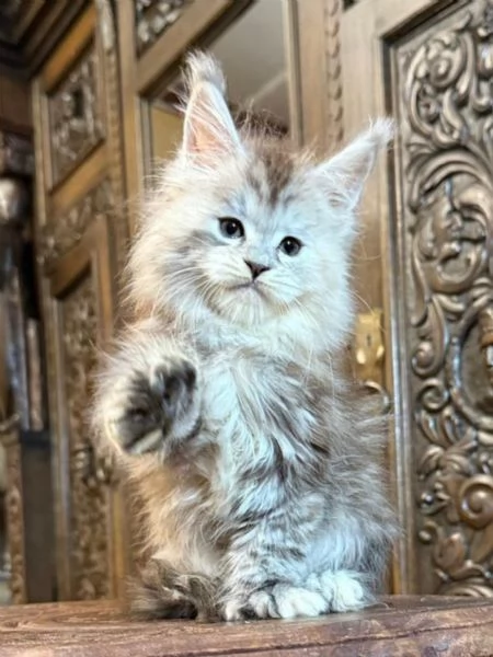 Maine Coon cuccioli
