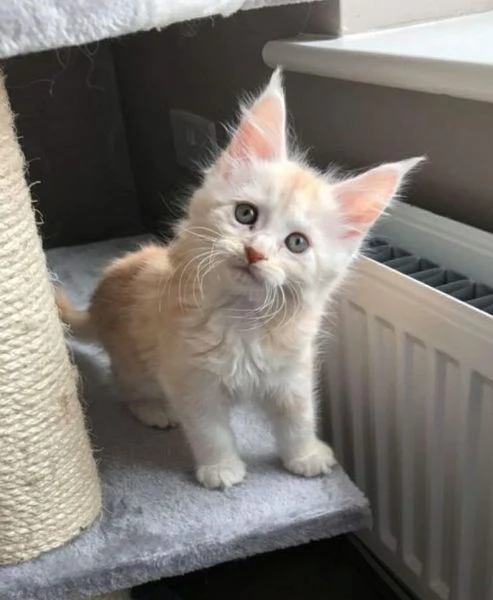 Cucciola di razza Maine Coon