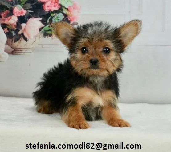 disponibili cuccioli di Yorkshire Terrier per adozione i cuccioli verranno consegnati con microchip 