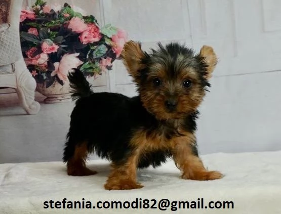 disponibili cuccioli di Yorkshire Terrier per adozione i cuccioli verranno consegnati con microchip 