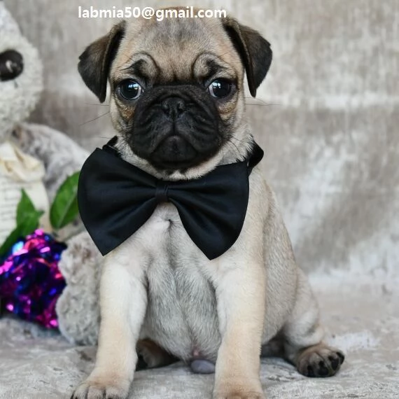 Regalo Bianchi cuccioli di carlino Cuccioli di carlino- molto belli! Maschi e femmine. I cuccioli so