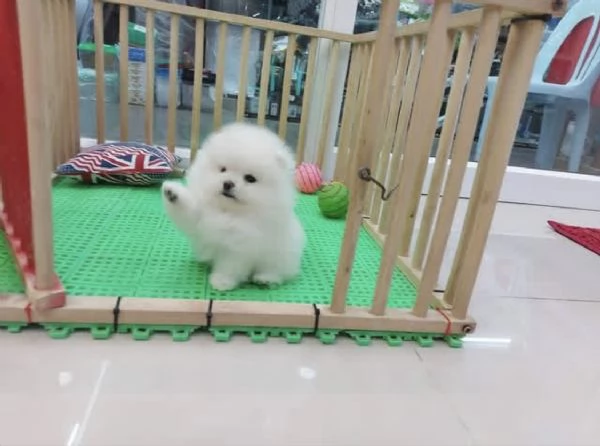 Cuccioli di Pomerania Toy, maschio e femmina, con muso soffice e peloso.