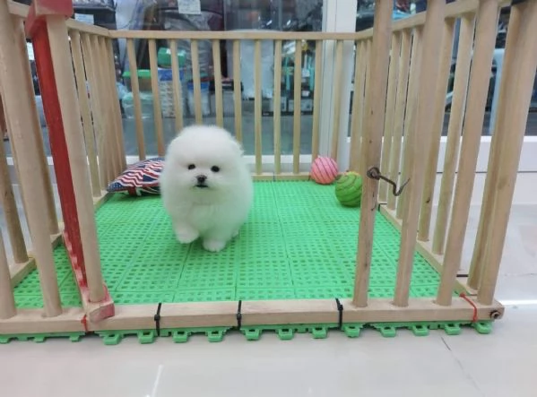 Cuccioli di Pomerania Toy, maschio e femmina, con muso soffice e peloso. | Foto 2