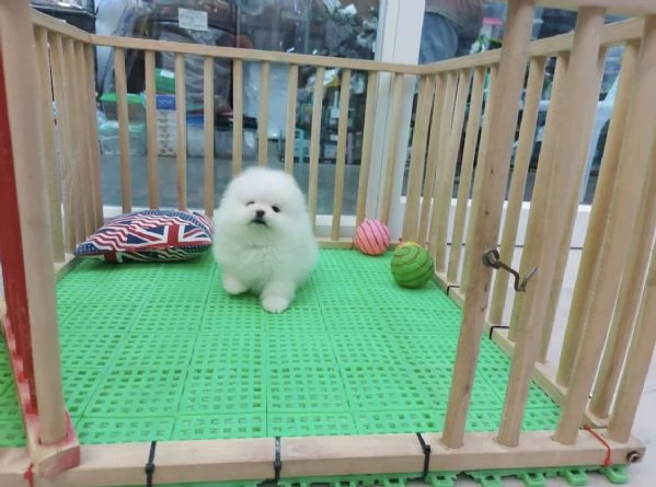 Cuccioli di Pomerania Toy, maschio e femmina, con muso soffice e peloso. | Foto 1
