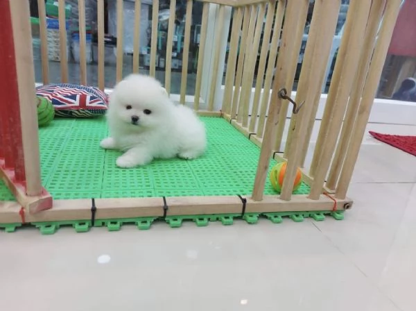 Cuccioli di Pomerania Toy, maschio e femmina, con muso soffice e peloso. | Foto 0