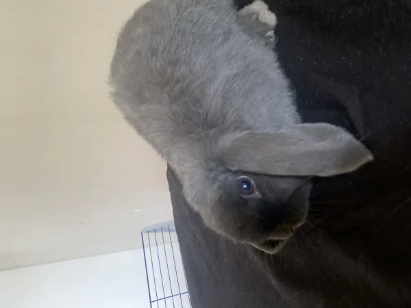 Coniglio nano blue/grigio