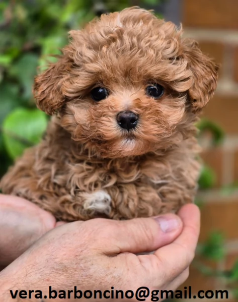 Cuccioli di barboncino nano disponibili con microchip, vaccinati, sverminati e con pedigree enci . c