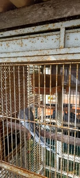 Calopsite maschio con gabbia