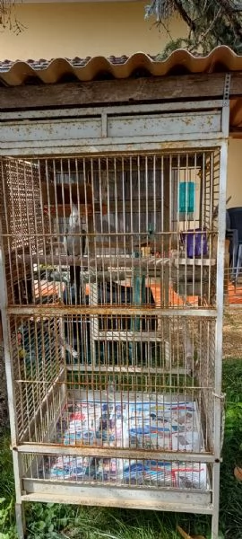 Calopsite maschio con gabbia | Foto 6