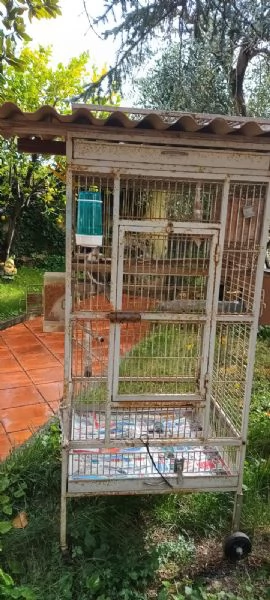 Calopsite maschio con gabbia | Foto 3