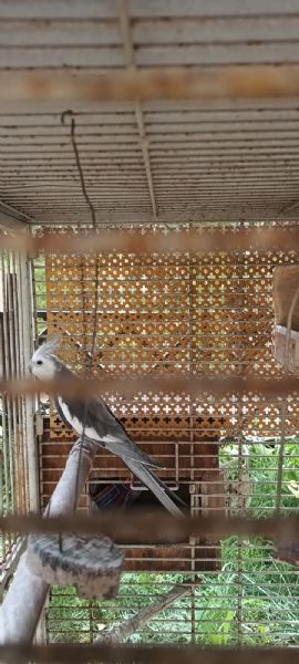 Calopsite maschio con gabbia | Foto 2