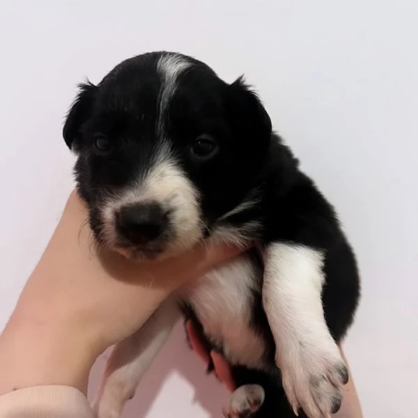 Vendesi cuccioli di border collie  | Foto 2