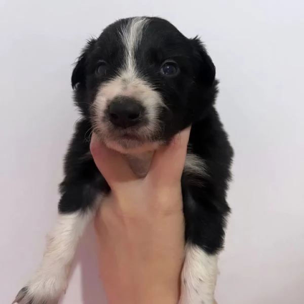 Vendesi cuccioli di border collie  | Foto 1