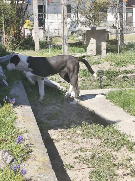 Pastore dell'Asia centrale  | Foto 1