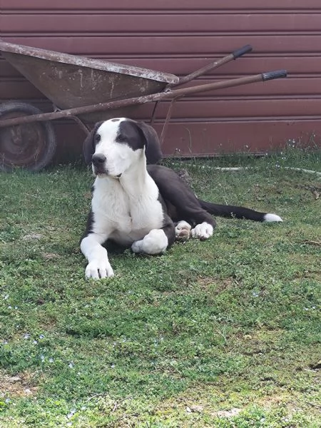 Pastore dell'Asia centrale 