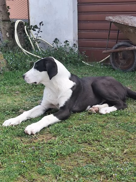 Pastore dell'Asia centrale  | Foto 0