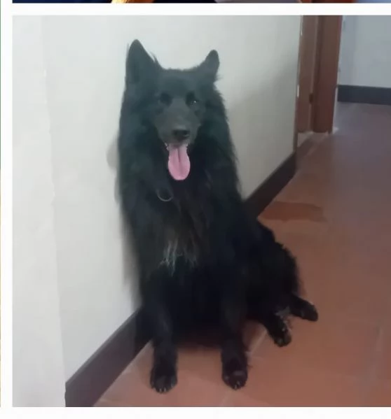 regalo wiski