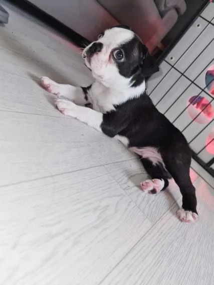 Boston terrier puppies ????