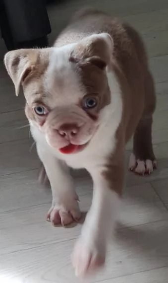 Boston terrier puppies ???? | Foto 3