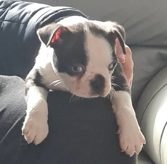 Boston terrier puppies ???? | Foto 1
