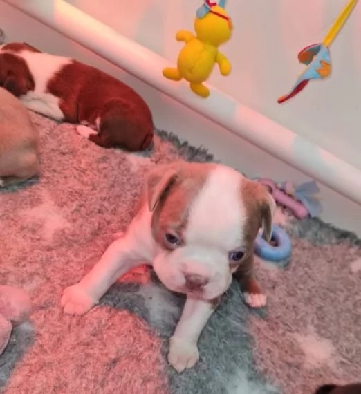 Boston terrier puppies ???? | Foto 0
