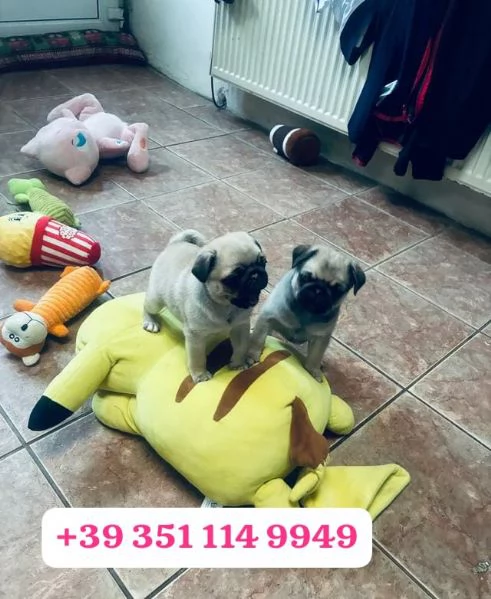  un cucciolo di Carlino maschio e femmina
